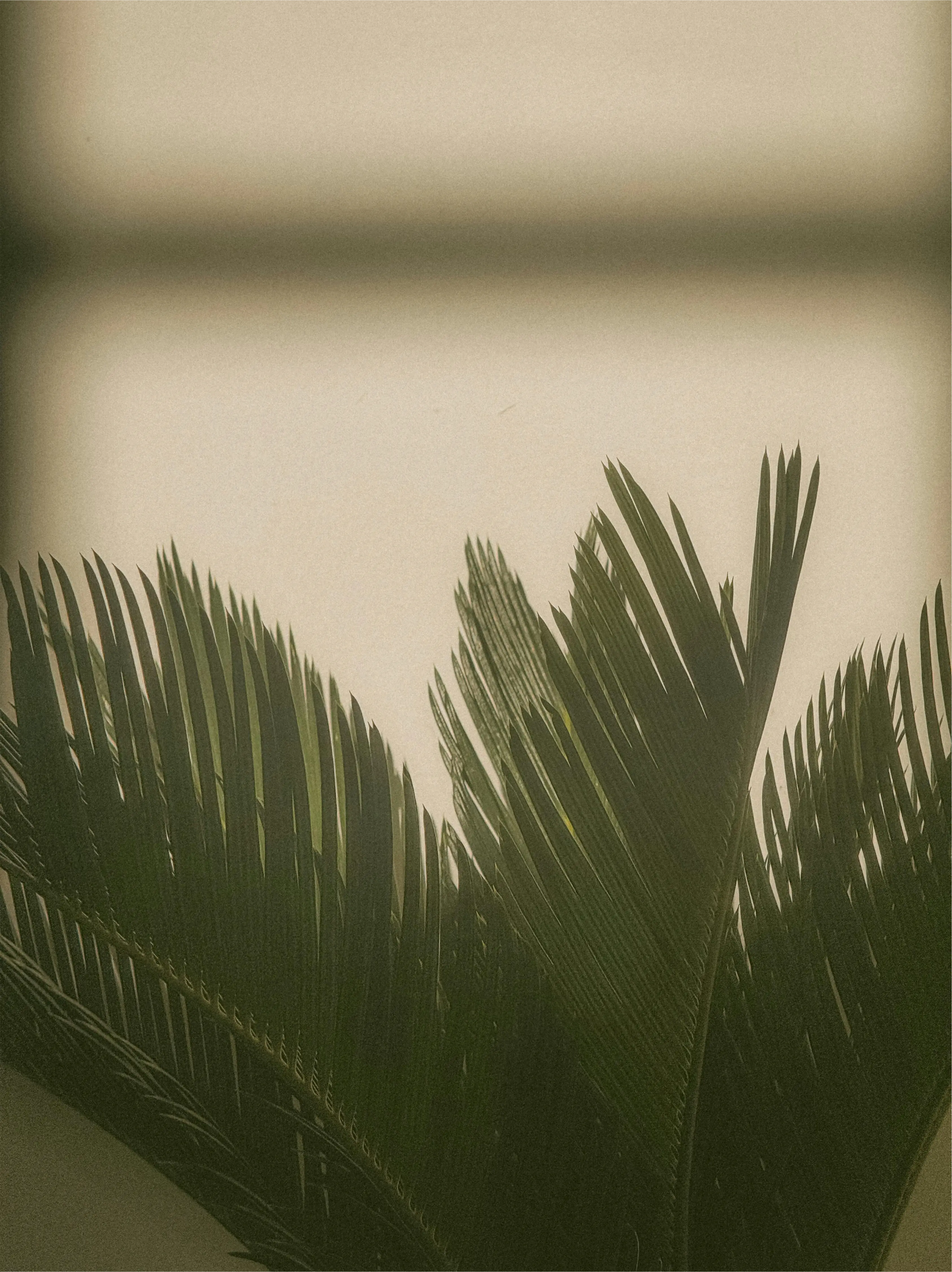 MJ Interior Design Atmosphäre – Palmenblätter