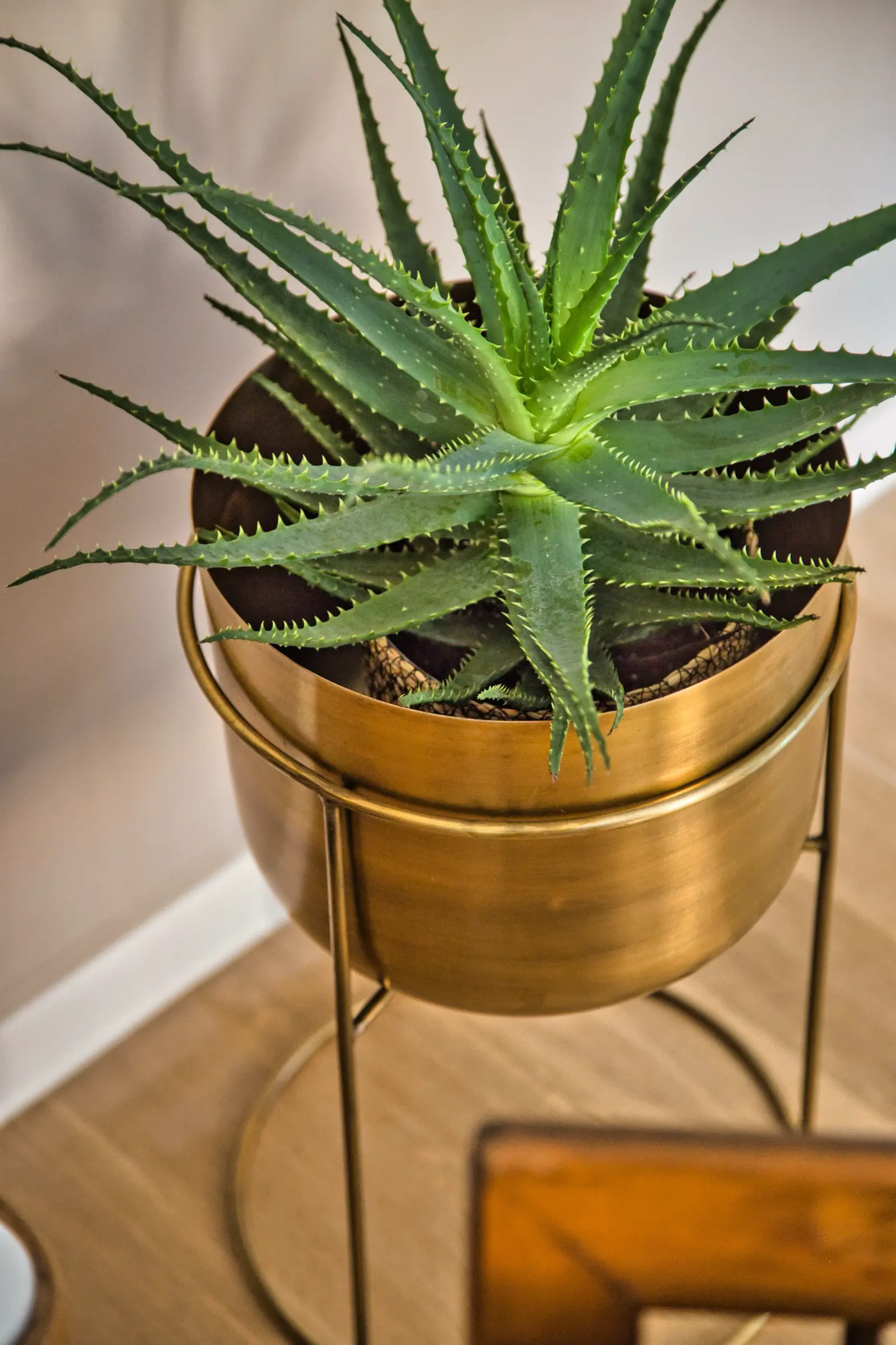 Aloe-Pflanze in goldenem Blumentopf.